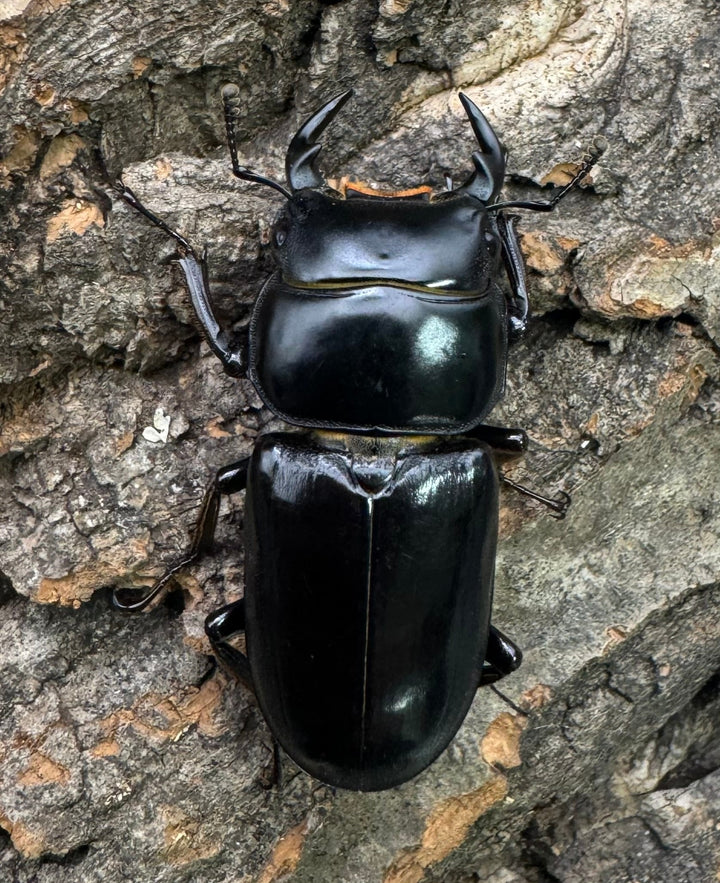 【WD】《ドルクスヤクシャ チベット産 35mm ♂♀♀トリオ》