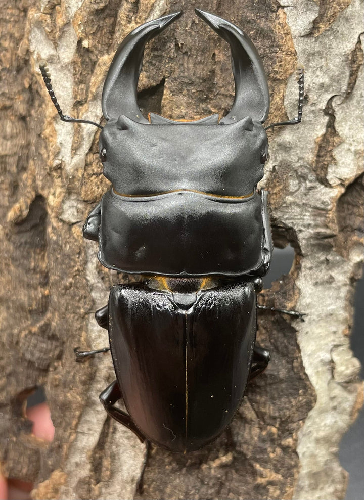 《ホペイオオクワガタ SL血統 74mm ペア》