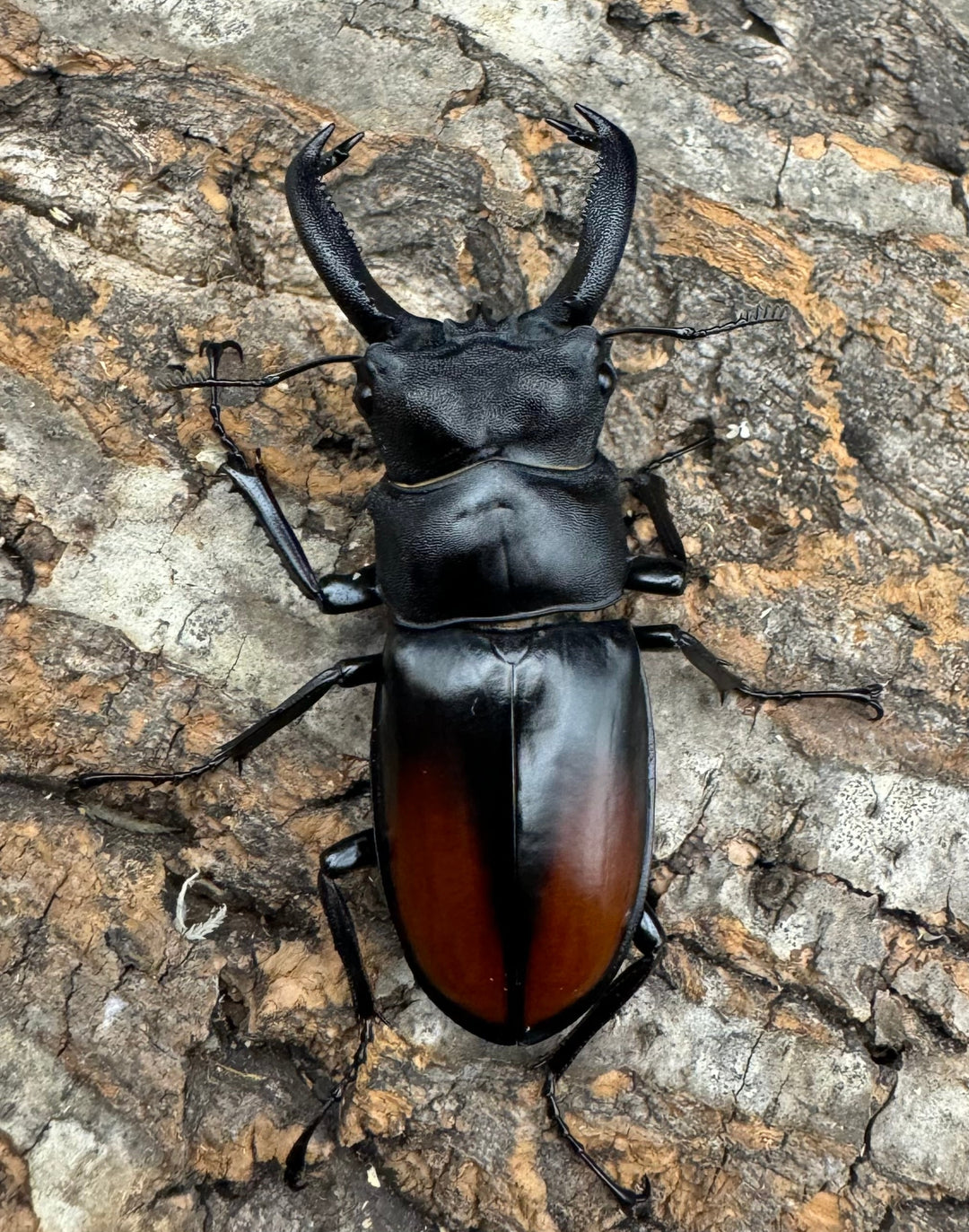 《サヌチフタマタ 65mm ペア》Moro氏ブリード個体