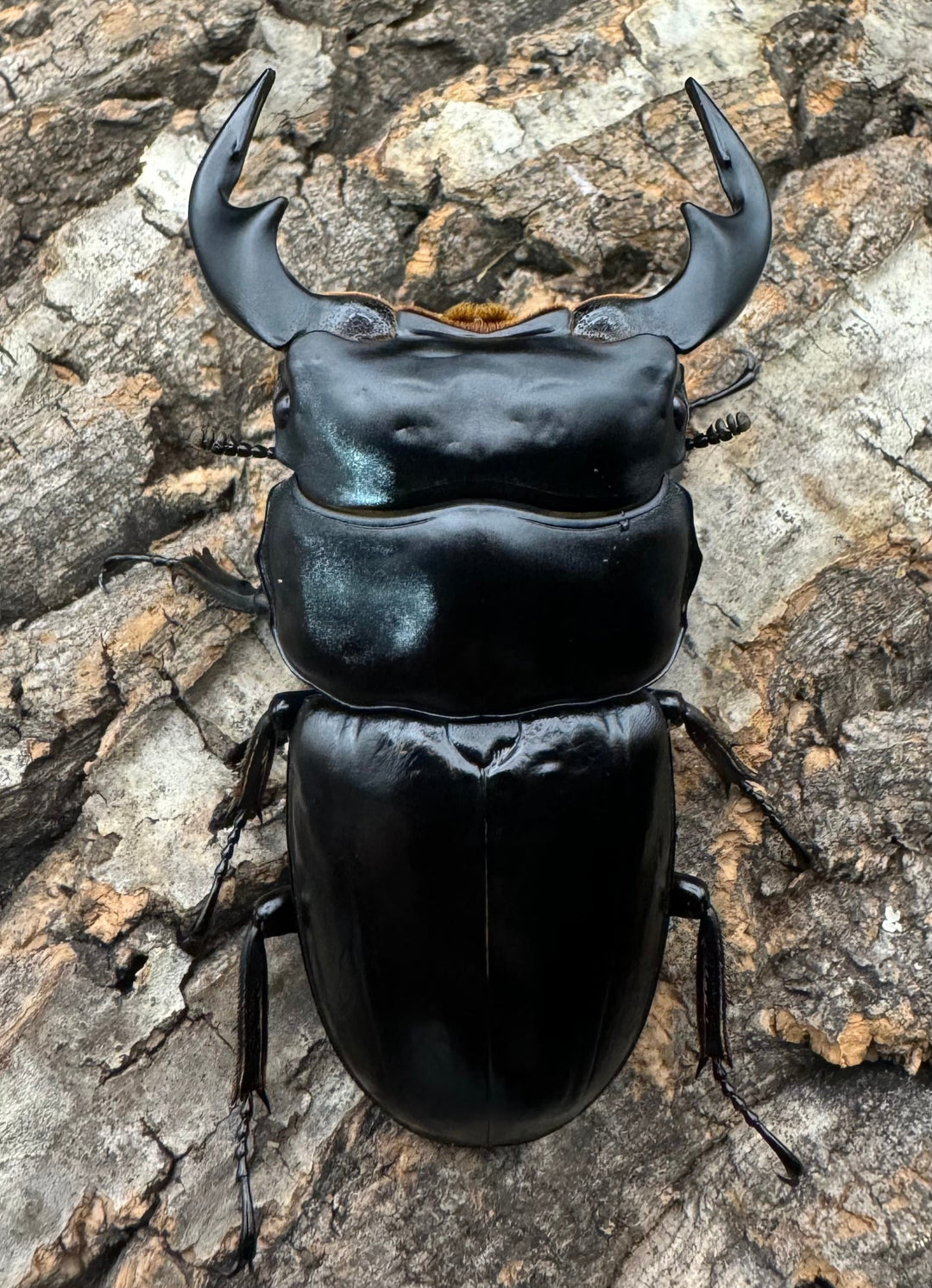 《インドアンタエウス タイガーヒル産 72.5mm ペア》