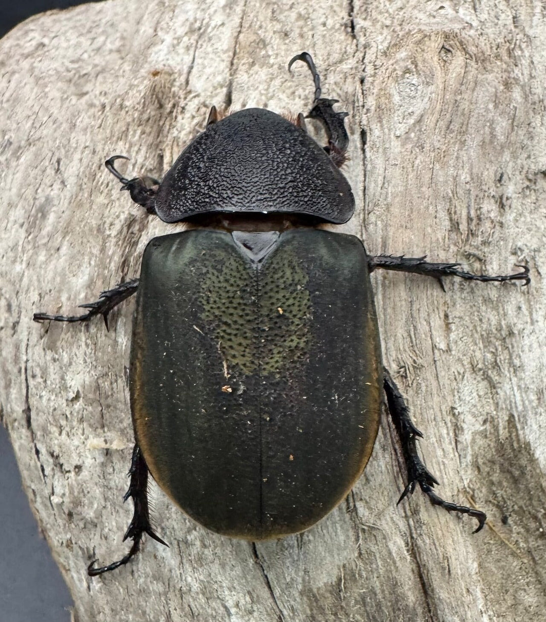 【WD】《アトラスオオカブト原名亜種 パロロ パル産 92mm ペア》