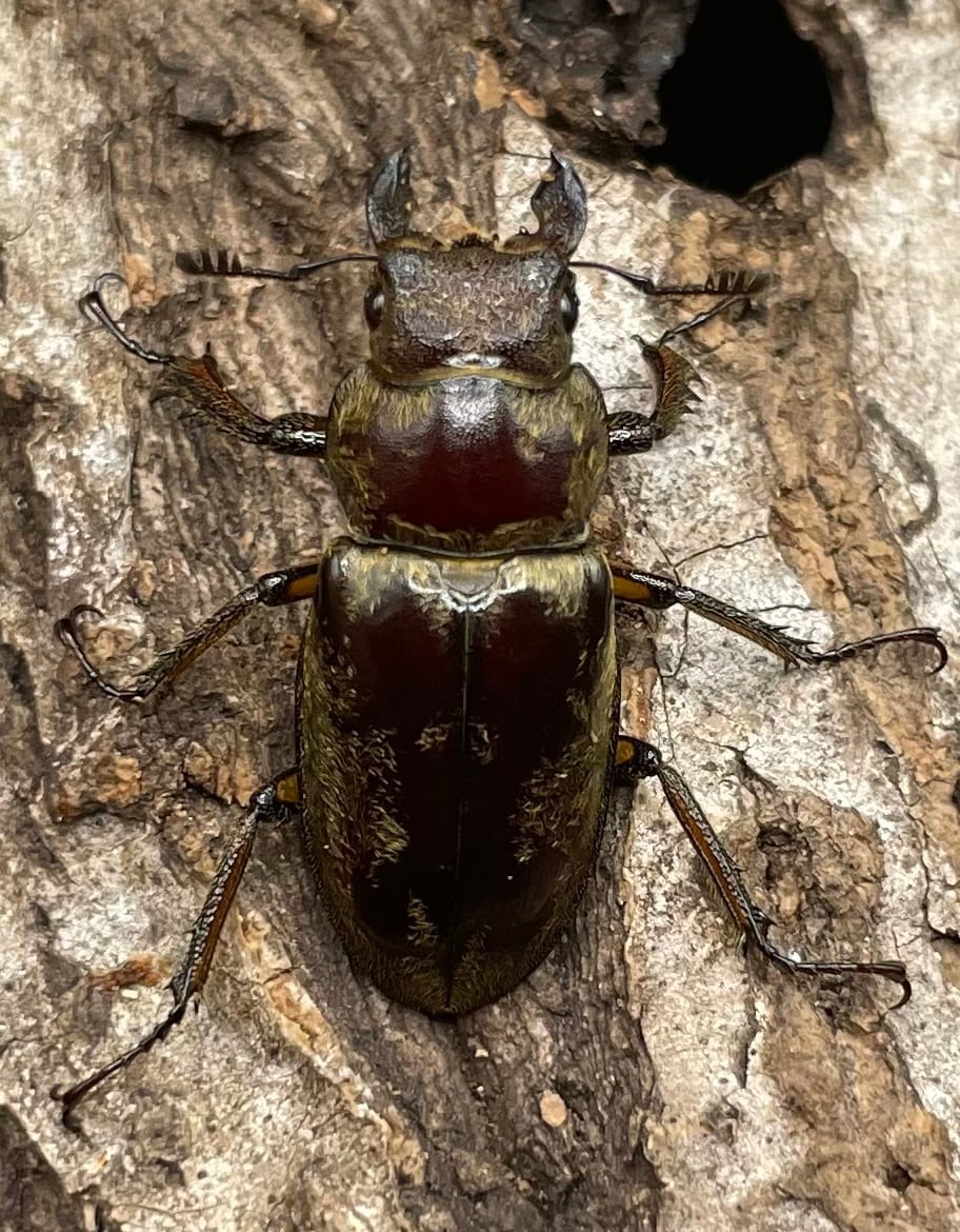 【WD】超貴重《デランミヤマクワガタ原名亜種 38mm ペア》