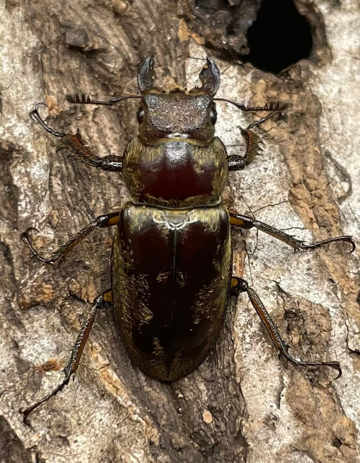 【WD】超貴重《デランミヤマクワガタ原名亜種 38mm ペア》