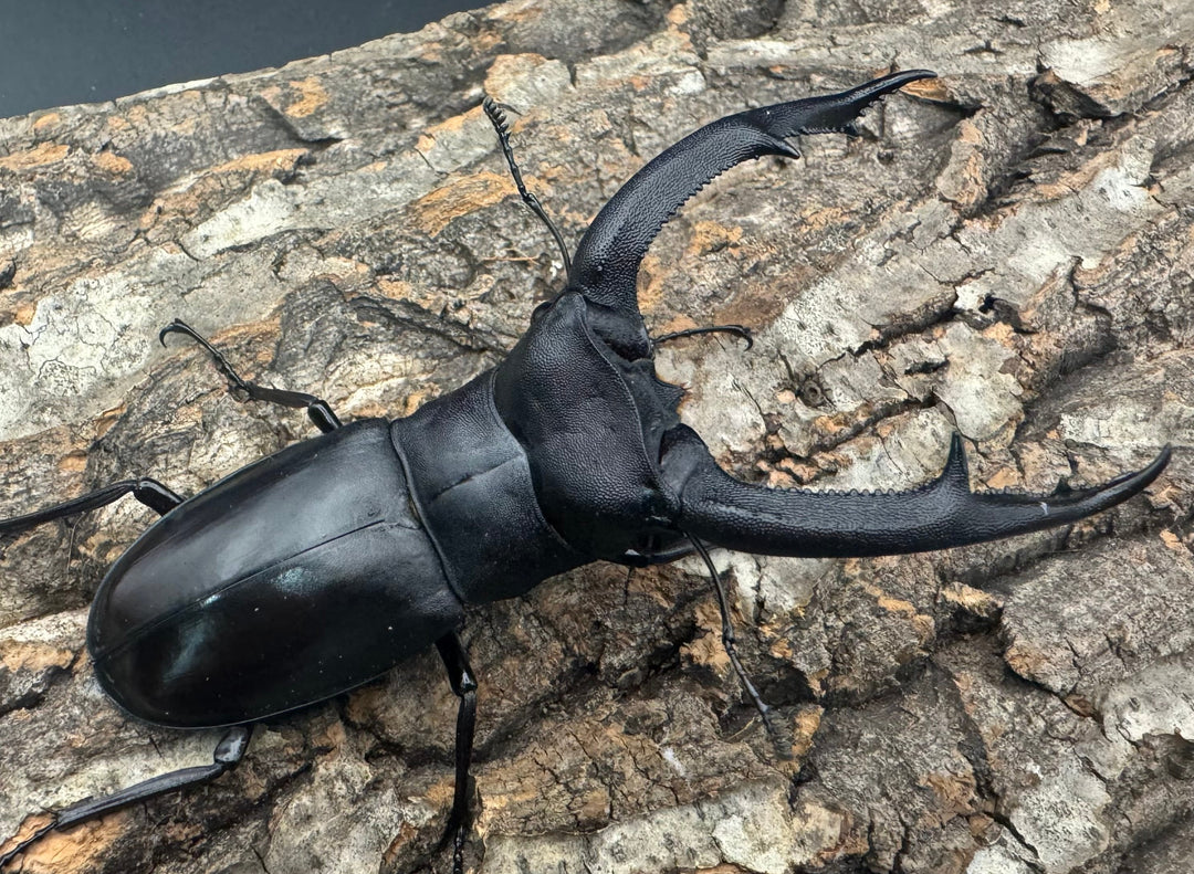 【WD】《マンディブラリスフタマタ 101.5mm ペア》