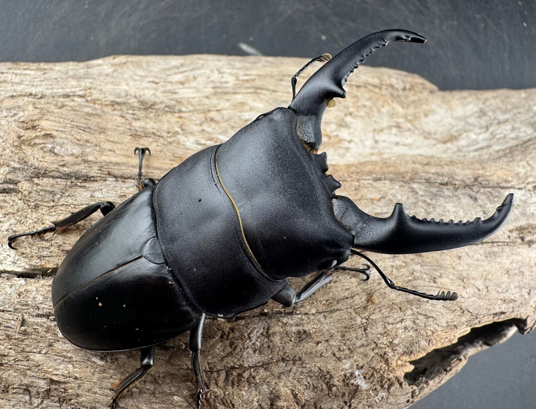 【WD】《ベトナムヒラタ 海南省産 71mm ペア》