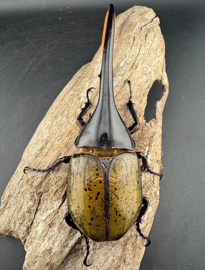 《ヘラクレス・ヘラクレス 134mm ペア》