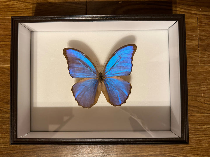 シーラケース標本箱 標準カラー