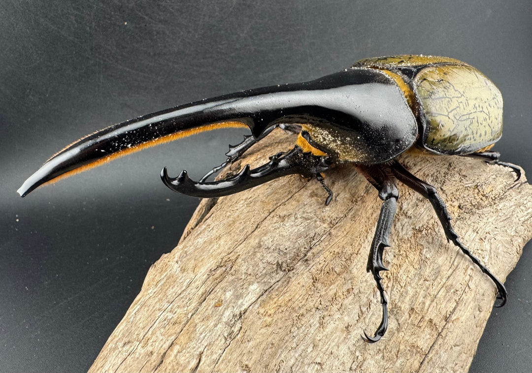 《ヘラクレス・ヘラクレス 147mm ペア》