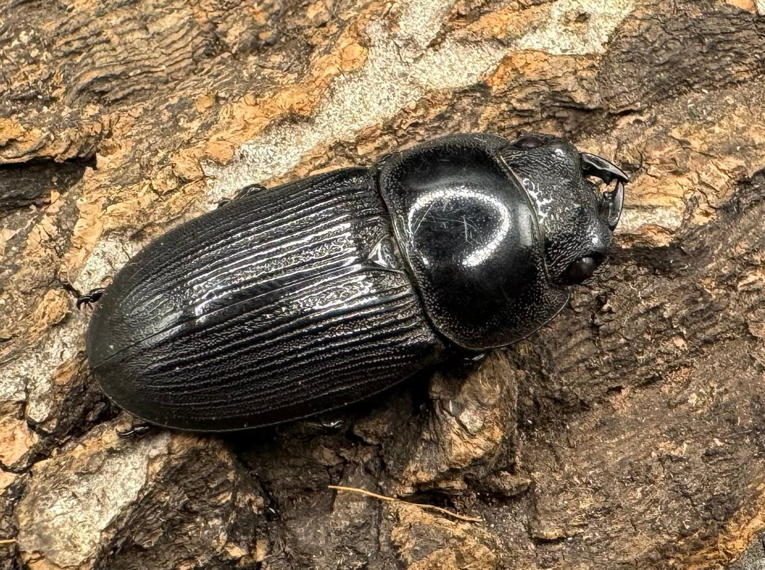 【WD】《パラワンパリーオオクワ 59mmペア》