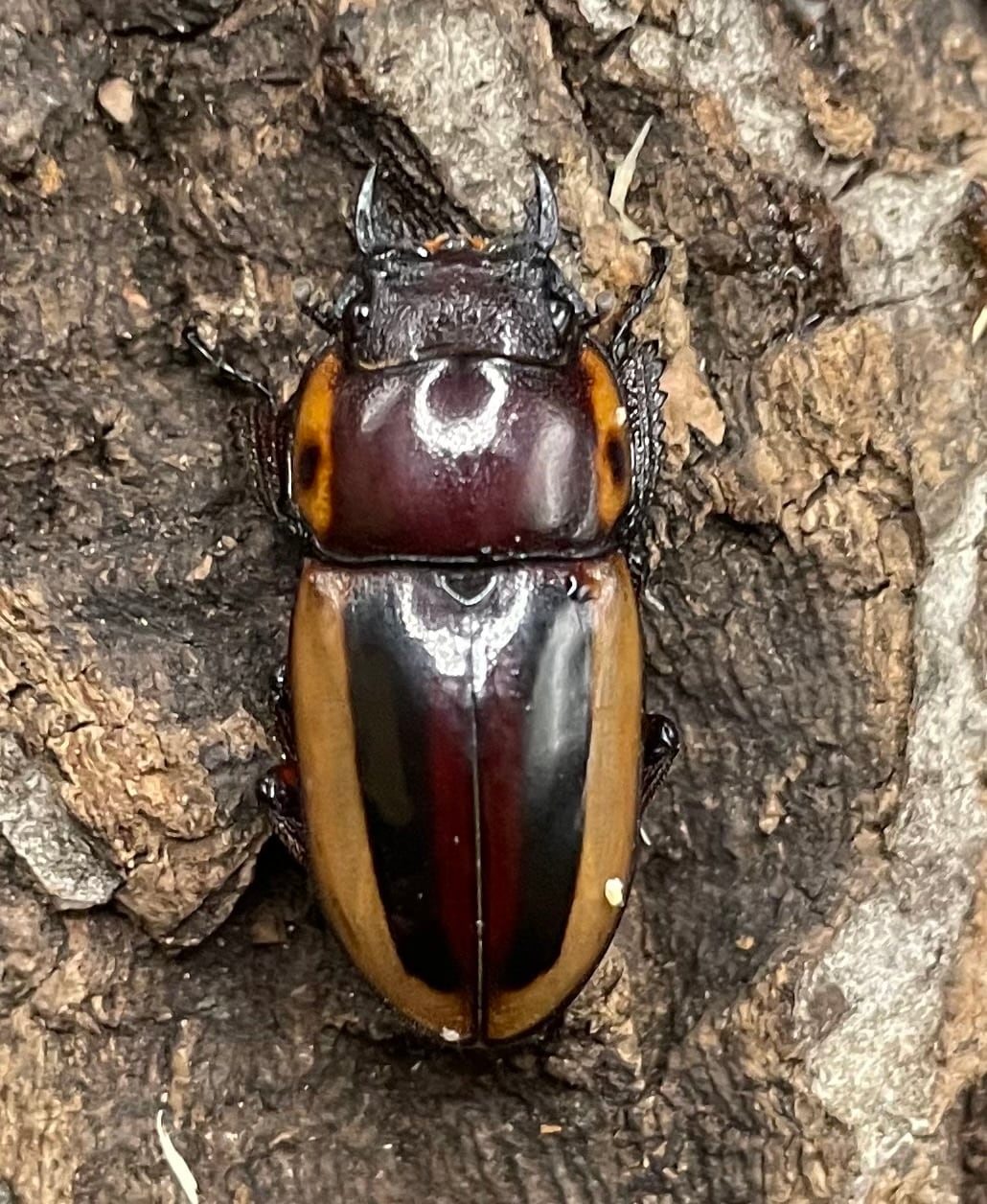 【WD】超特大《ラテラリスノコギリ亜種マイリーン 57mm ペア》