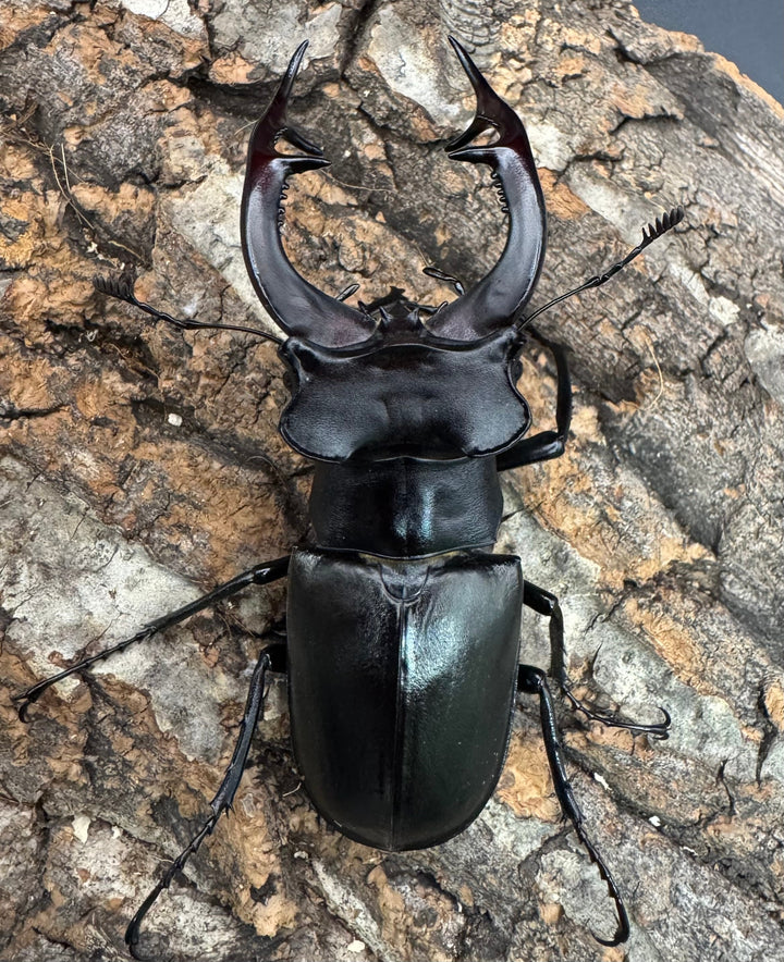 《アクベシアヌスミヤマ 80.5mm ペア》