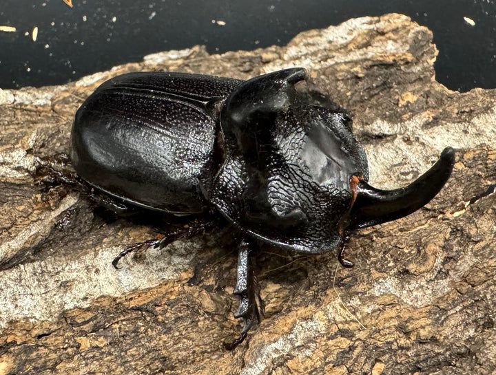 【WD】《マルタバンメンガタカブト 52.5mm ペア》