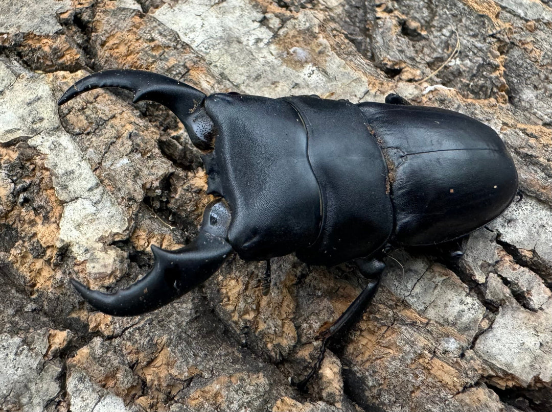 【WF3】《サキシマヒラタクワガタ 65mm ペア》