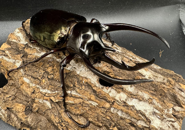 【WD】《ジャワコーカサスオオカブト 102.5mm ♂単》