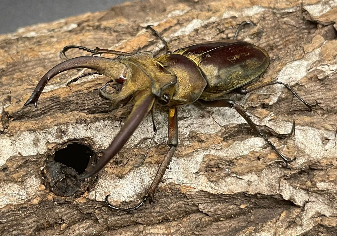 【WD】《ビクトリウスミヤマクワガタ 56mm ペア》