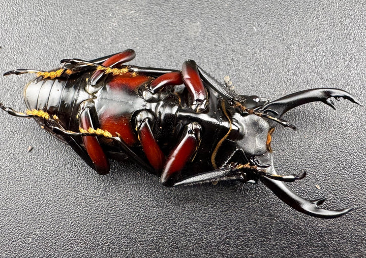 【WD】《アカアシクワガタ亜種miyamai 47mm ペア》