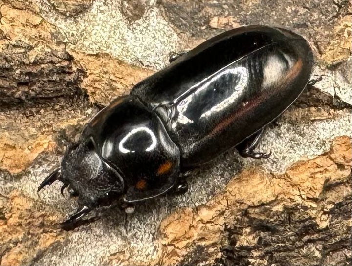 【WF1】《フルボノタトゥスコクワ 32mm ペア》