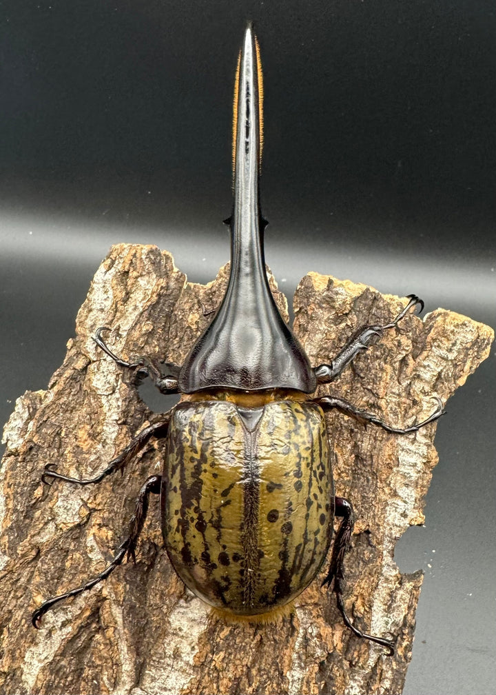 《ヘラクレス・ヘラクレス 129mm ペア》