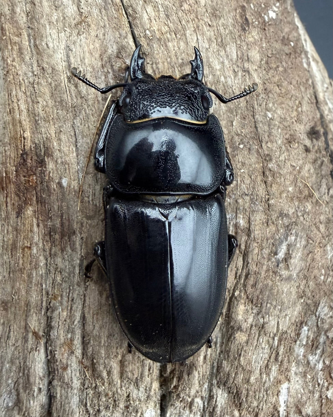 【WD】《パラワンオオヒラタ マンタリンガハン産 96.5mm ペア》