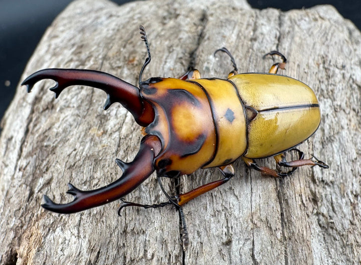 【WD】《オキピタリスノコギリ原名亜種 ラゴノイ産 45mmペア》