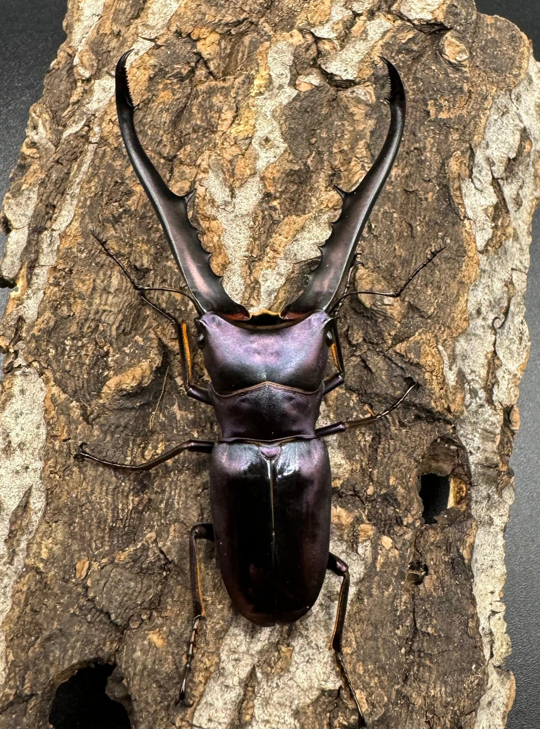 【美麗】《メタリフェルホソアカ 77mm ペア》わたくわ氏ブリード個体