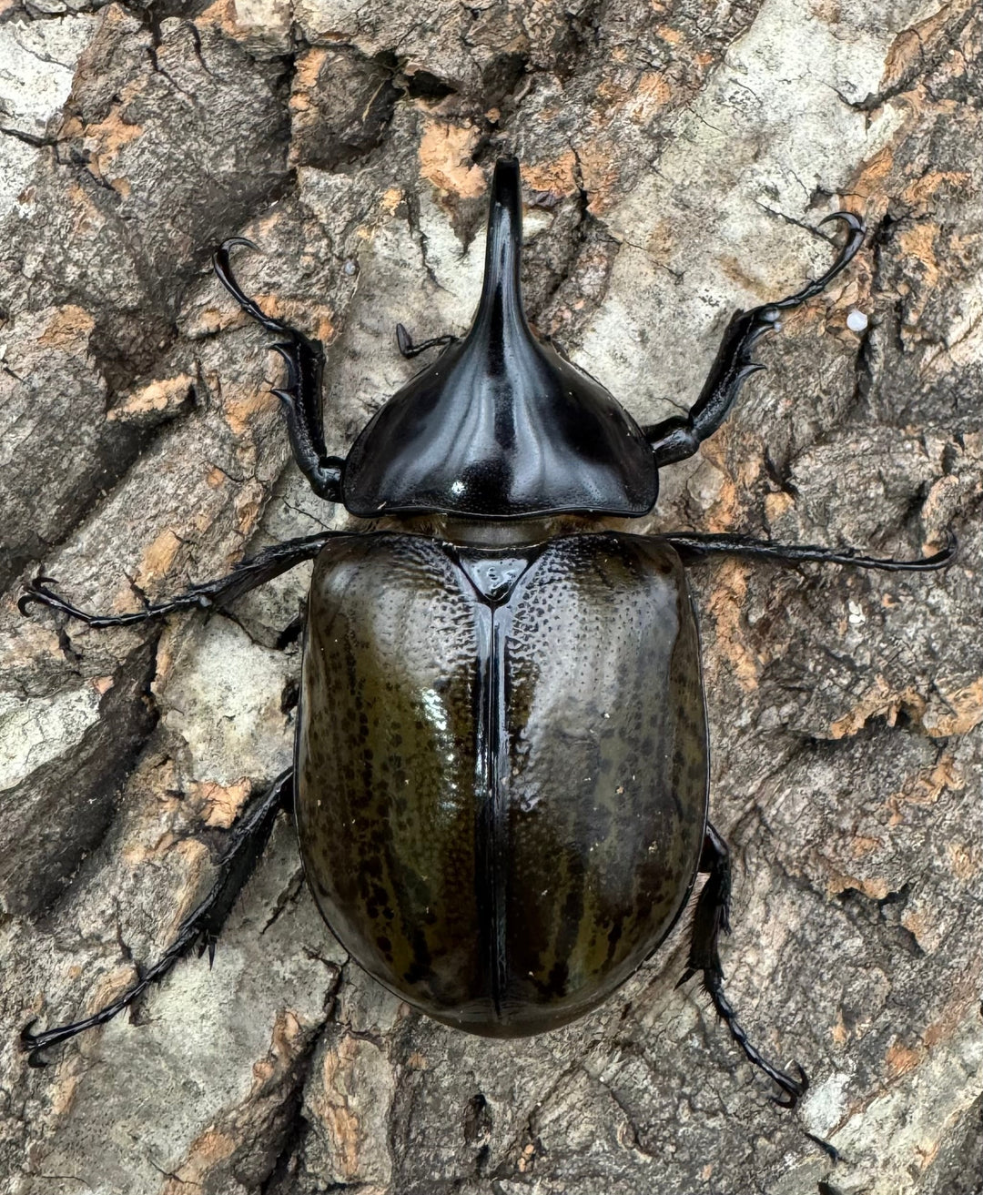 【WF2】《モロンオオカブト 63mm ペア》