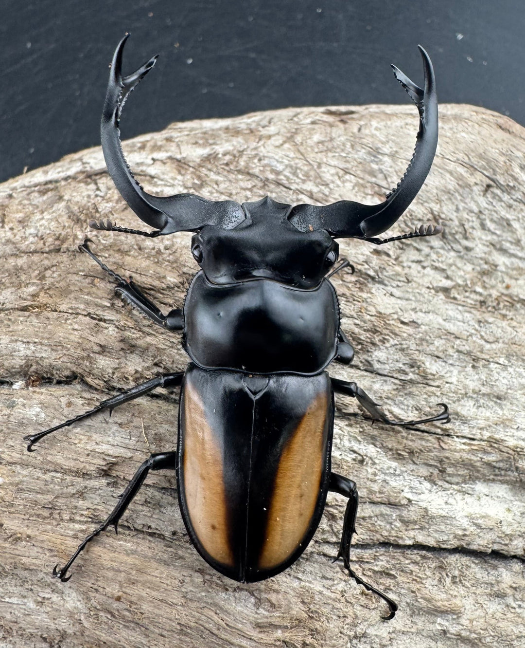 【WD】大型《ボイレアウシカ 60mm ペア》