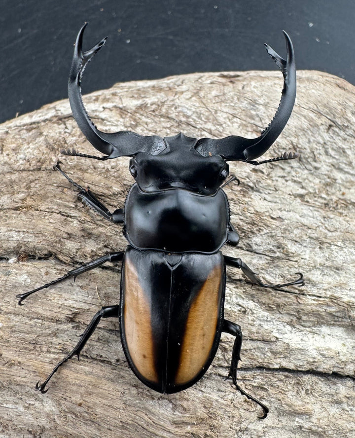 【WD】大型《ボイレアウシカ 60mm ペア》