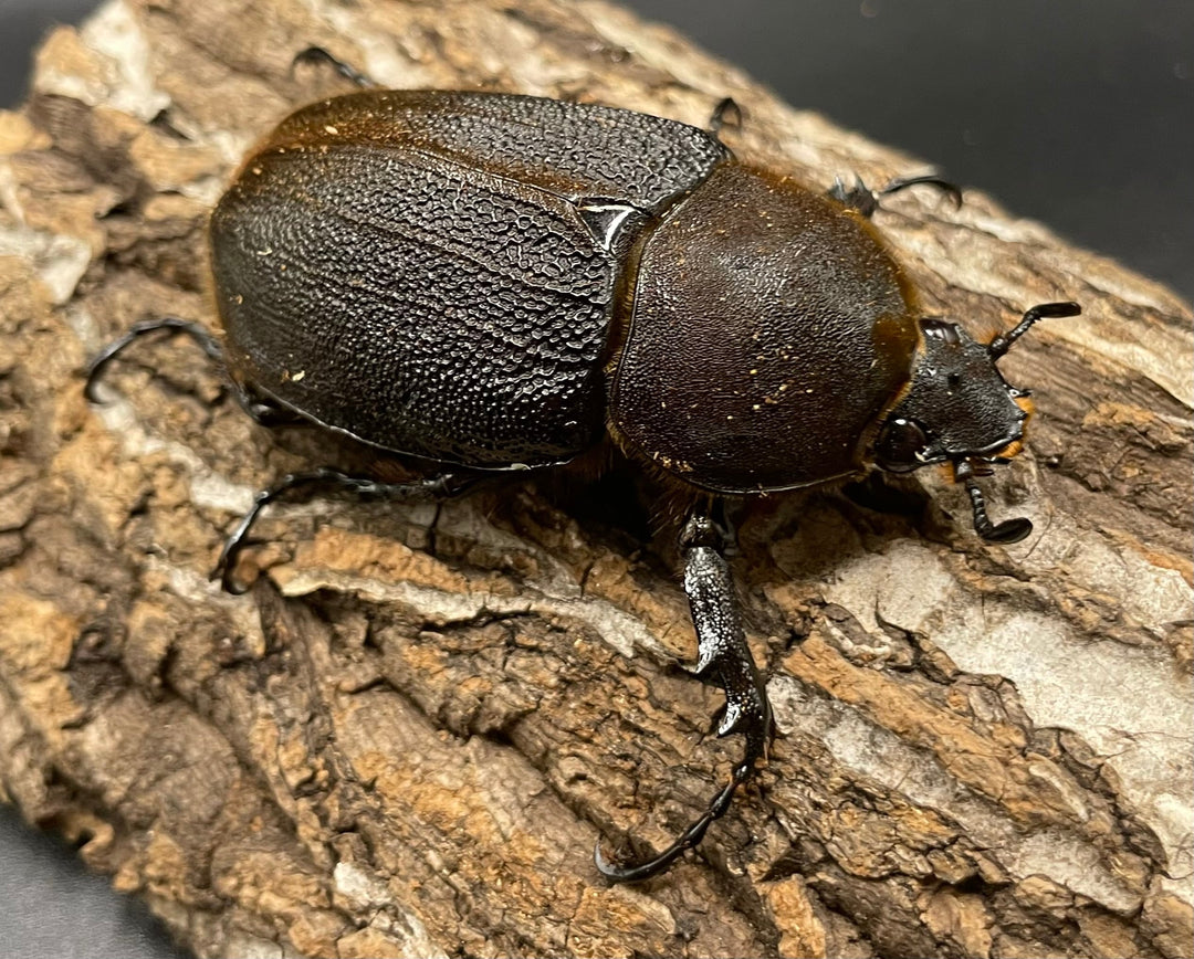 《ヘラクレス・ヘラクレス 128mm ペア》