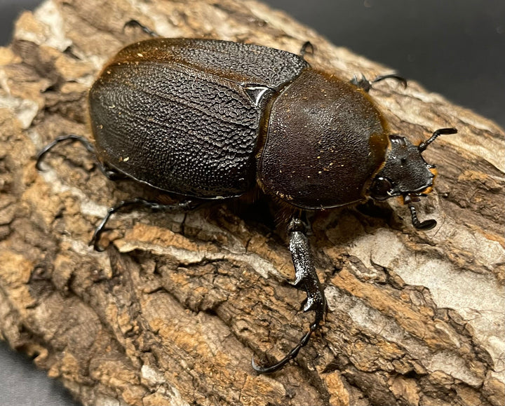 《ヘラクレス・ヘラクレス 128mm ペア》