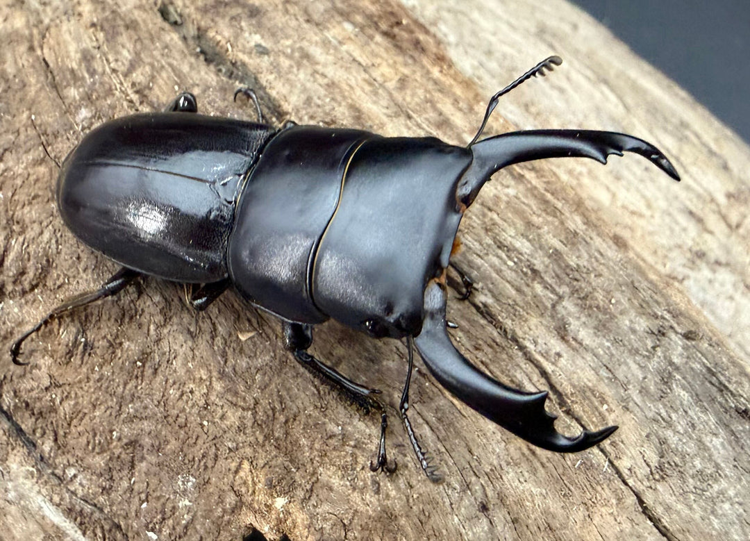 【WF1】《ドルクス sp. （ニセライヒヒラタ） LDV産 45.5mm ペア》