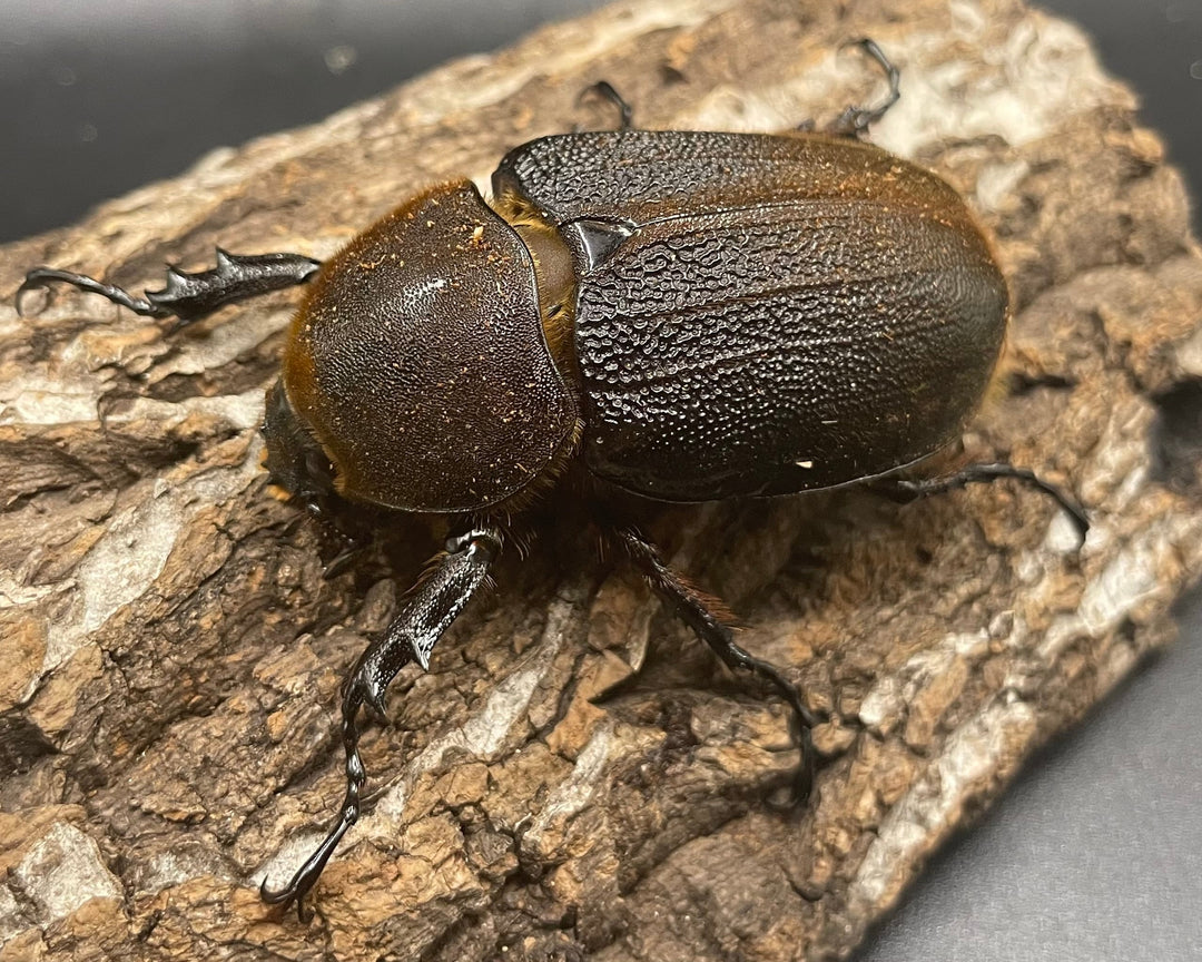 《ヘラクレス・ヘラクレス 126mm ペア》