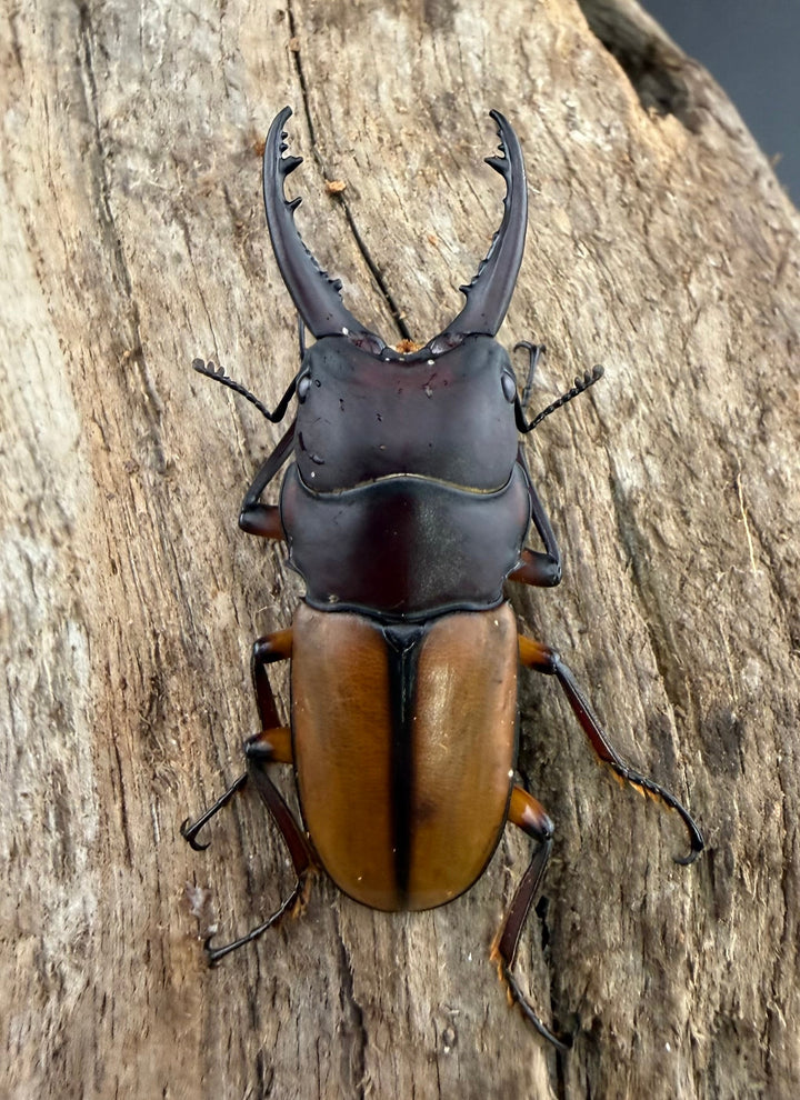 【WD】《ブルイジンノコギリ ペレン島産 41mm ペア》