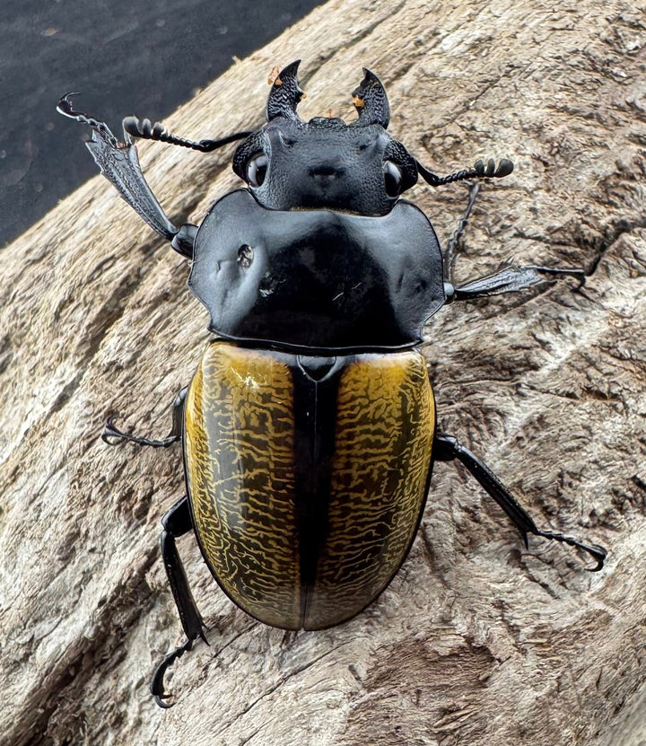 【WD】《スペクタビリスツヤクワガタ 76mm ペア》