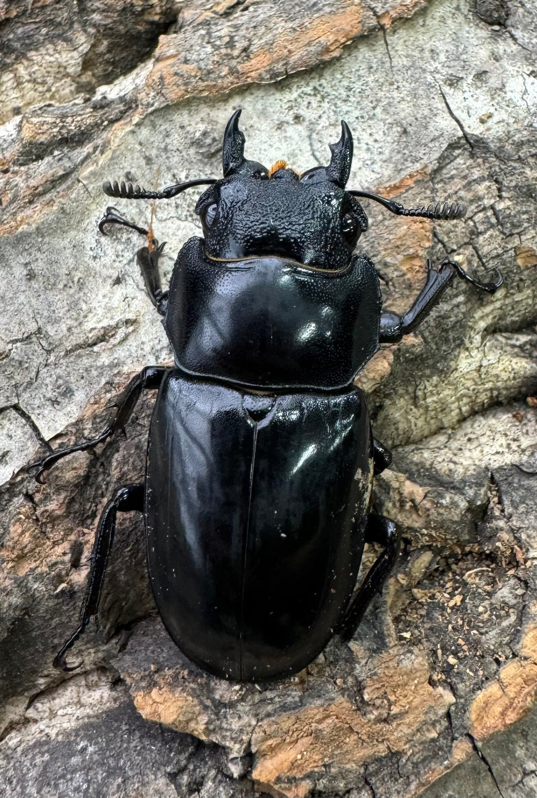 【WD】《セアカフタマタ（パリーフタマタ） 75mm ペア》