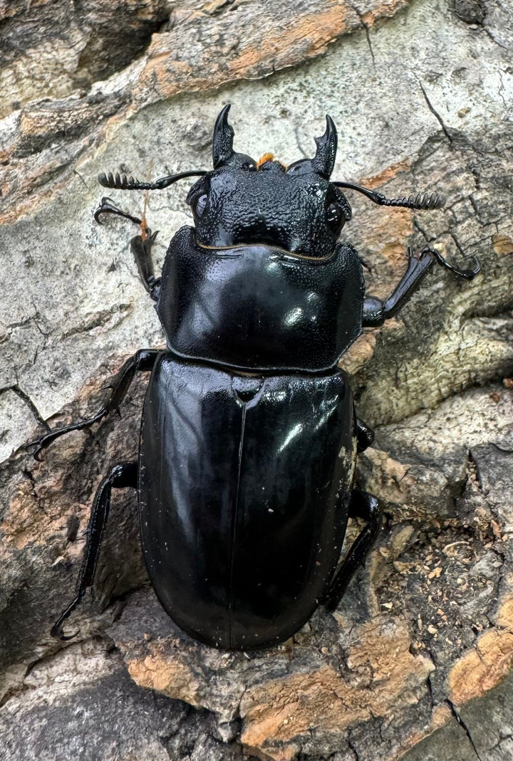 【WD】《セアカフタマタ（パリーフタマタ） 75mm ペア》