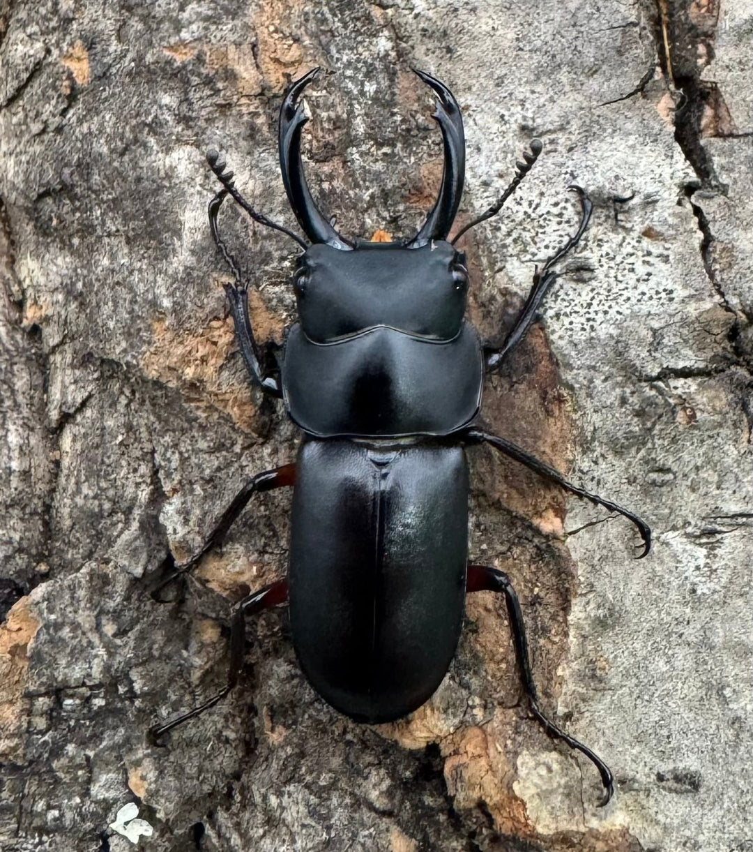 【WD】《テヌエコスタトゥスコクワ亜種pieli 27mm ♂♀♀トリオ》