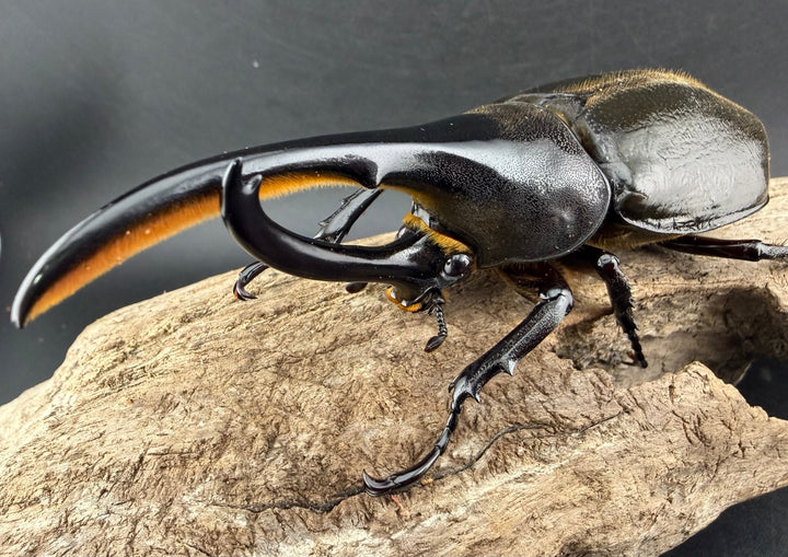 《 ヘラクレス・モリシマイ 107.5mm ペア》