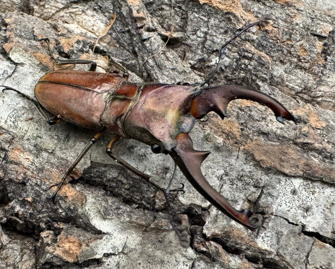 【WD】《ズベールホソアカ ミンダナオ産 46.5mm A'品ペア》