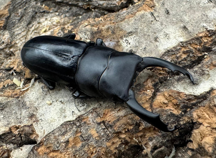 【WF2】《ドルクス リョフ 重慶市産 38mm ペア》Moro氏ブリード個体