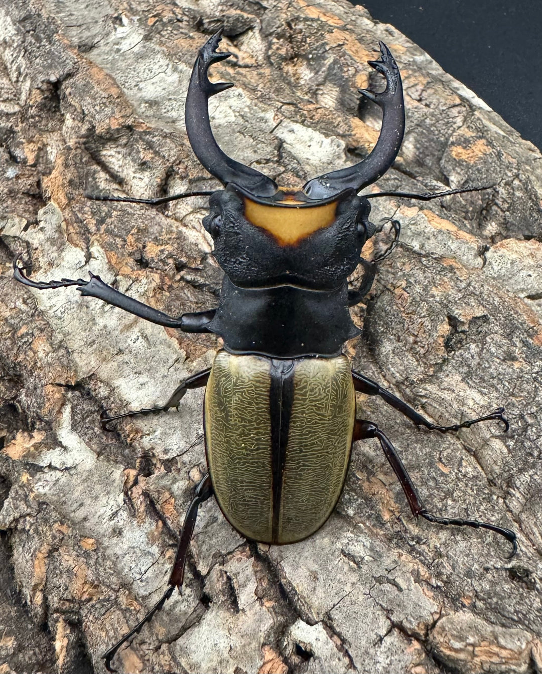 【WD】《ラコダールツヤクワガタ 73mm ペア》