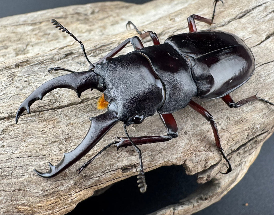 《ボーリンフタマタ亜種バミノルム 57mm ♂♀♀トリオ》