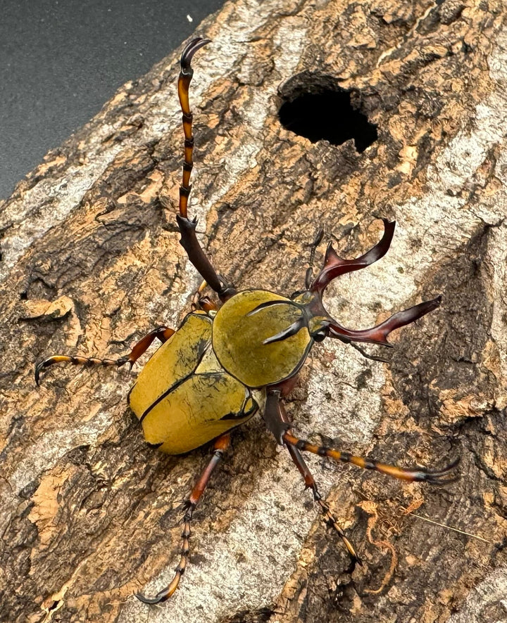 【WD】ワリックツノハナムグリ亜種bowringi ペア