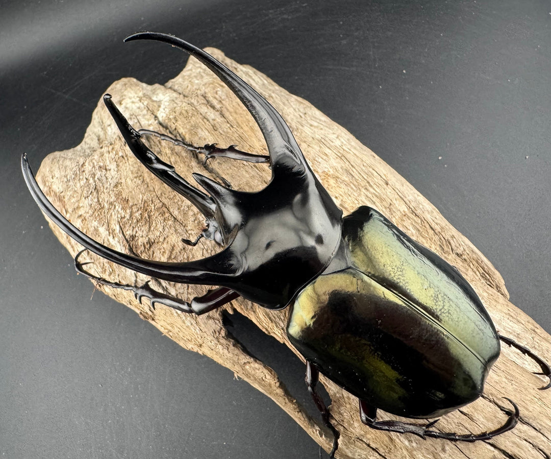 【WD】《ジャワコーカサスオオカブト 114mm A’品ペア》