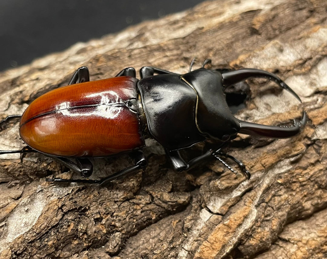 《アローコクワ亜種リエン 64mm ♂♀♀トリオ》