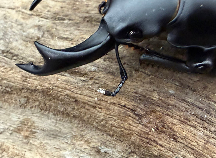 《オオクワガタ TG血統 71mm ペア》