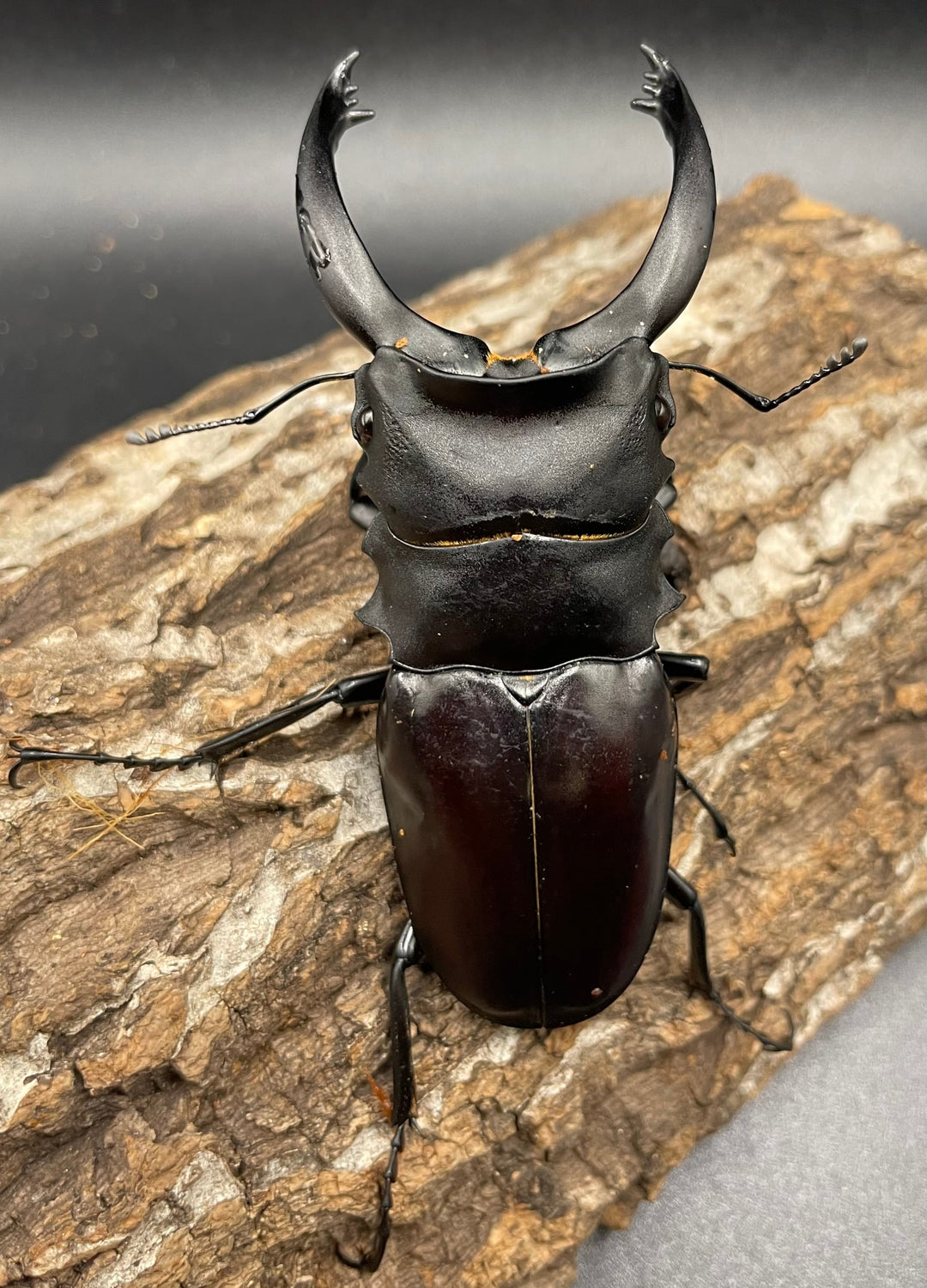 【WD】大型《アルケスツヤクワガタ 93mm ペア》