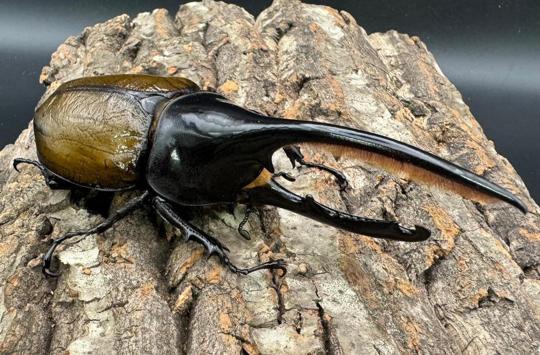 《ヘラクレス亜種オキシデンタリス 135mm ペア》