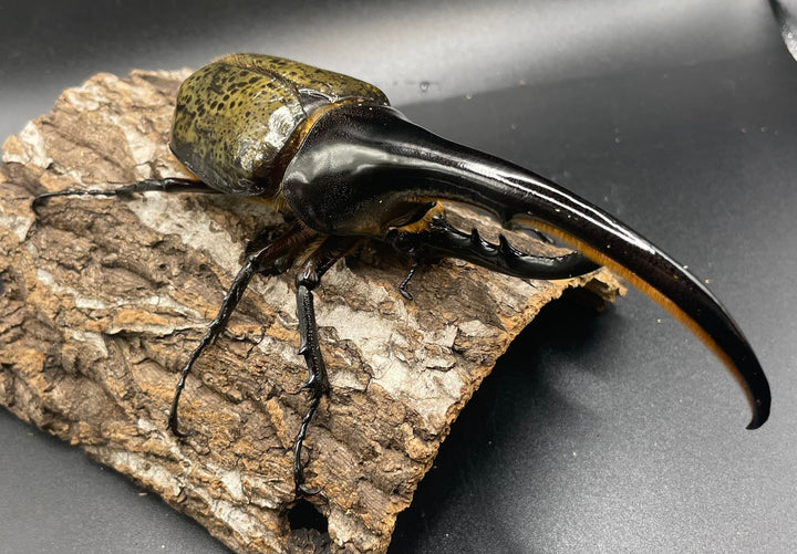 即ブリ《ヘラクレス・ヘラクレス 146mm ペア》