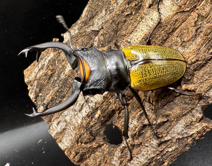 【WD】《スペクタビリスツヤクワガタ 76.5mm ペア》